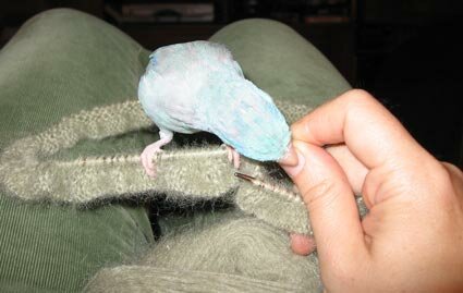 birdknitting.jpg